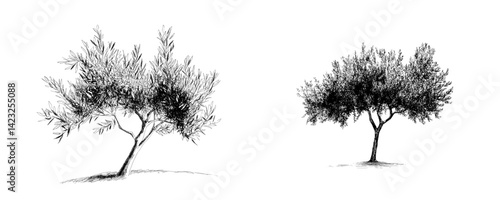 Detailed vector illustration of two olive trees with distinctive shapes and features in a minimalist black and white style