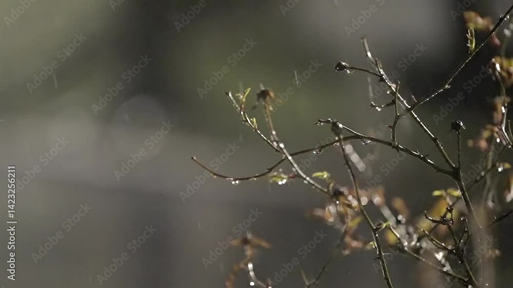 Serene Rainfall by Night, Budding Branches and Moody Lighting Serene Rainfall by Night, Budding Branches and Moody Lighting