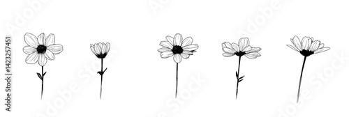 Vector illustration of flower growth stages showing five distinct flower forms from bud to full bloom