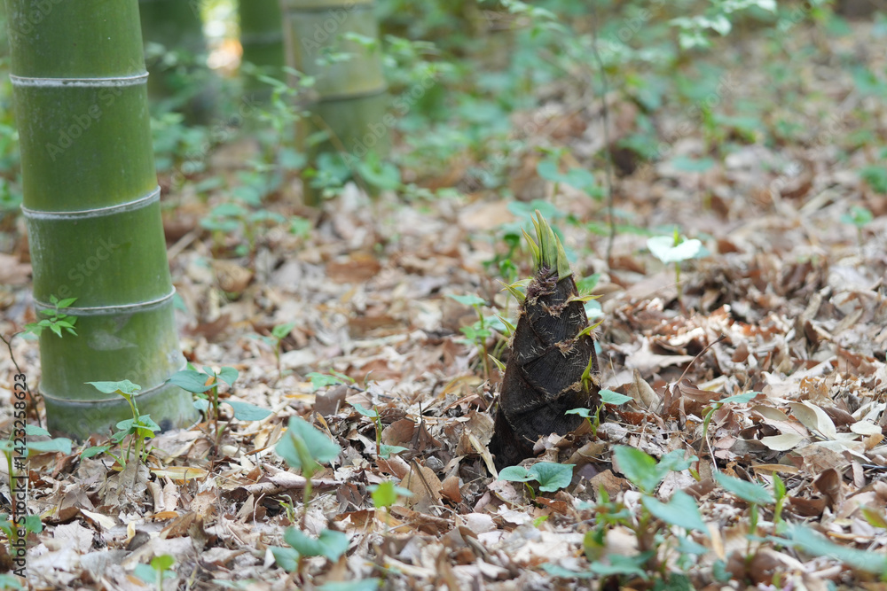 Fototapeta premium 筍