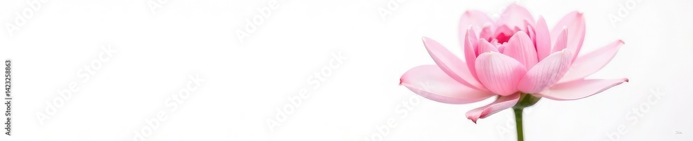 Fototapeta premium Delicate pink flower isolated on white background, showcasing its intricate details, single bloom, blossoms