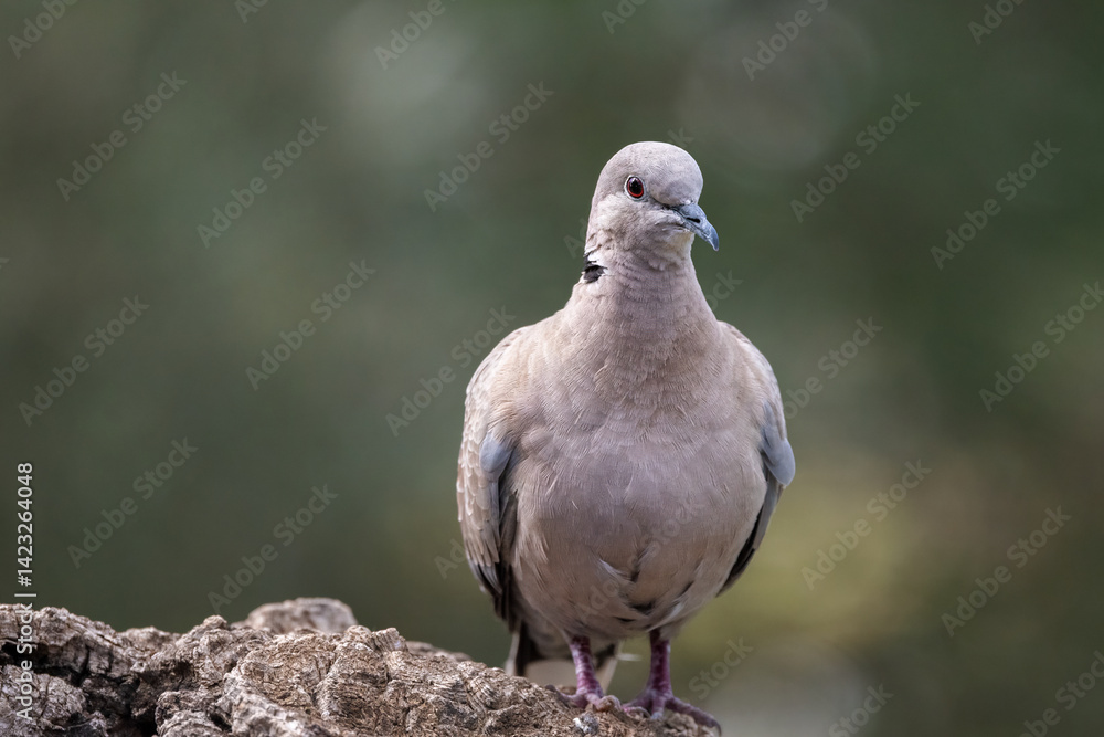 Eurasian collared dove standing still on natural bark perch. Eurasian collared dove standing still on natural bark perch.