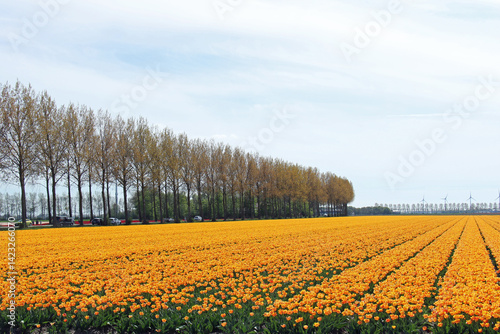 field of yellow tulips