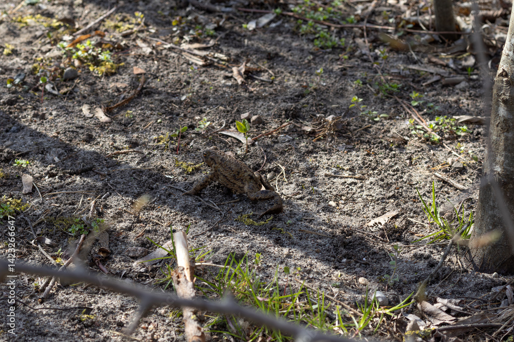 Fototapeta premium Brown frog in shadow of spring trees. Selective focus, blurred background