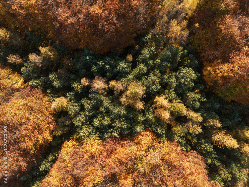 Aerial view of vibrant autumn forest
