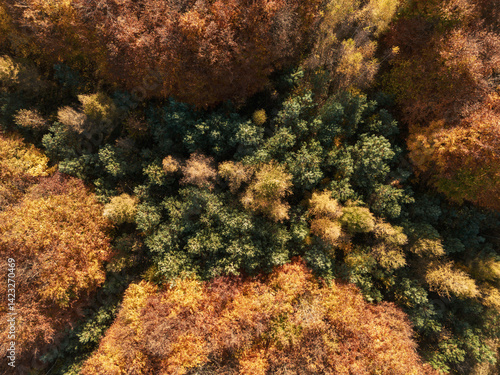 Obraz na płótnie Aerial view of vibrant autumn forest w salonie