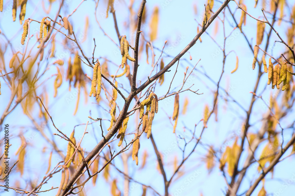 Tree branches with catkins releasing pollen into air