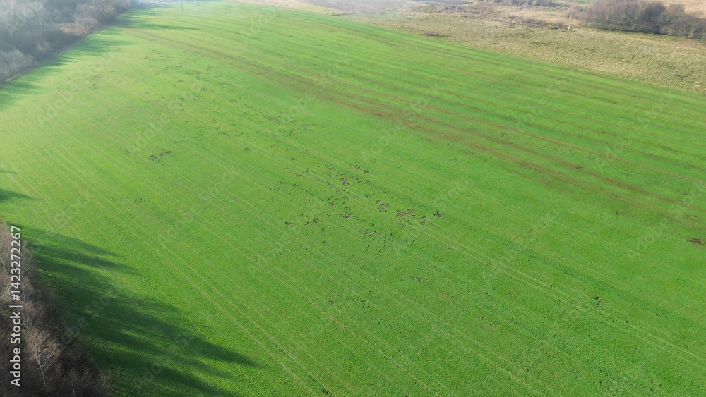 Mole or wild boar damage in grassy field