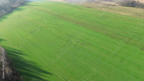 Obraz na płótnie Mole or wild boar damage in grassy field w salonie