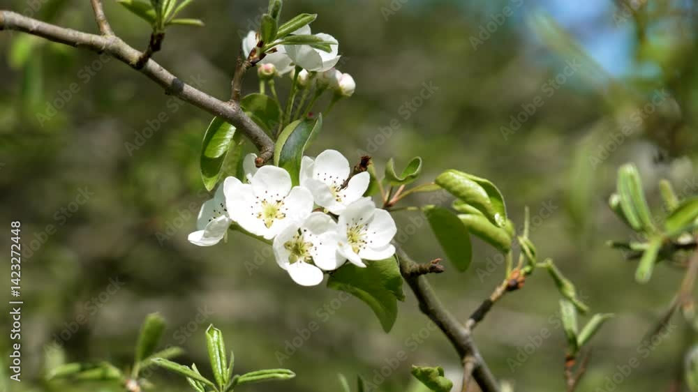 Pear blossom with white flowers. Blooming fruit tree branch in the garden Pear blossom with white flowers. Blooming fruit tree branch in the garden