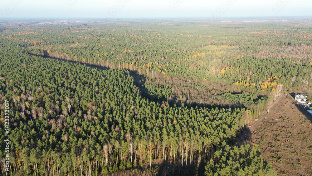 Vibrant fall forest landscape from above