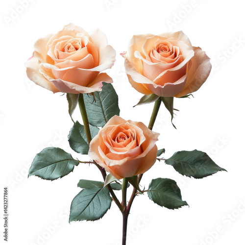 Fototapeta Naklejka Na Ścianę i Meble -  Beautiful peach roses in bloom nature garden floral photography. Isolated on transparent background, png.