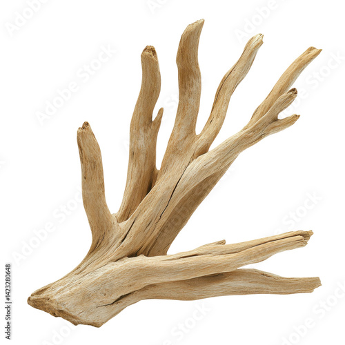 Artistic driftwood sculpture showcase nature image studio close-up. Isolated on transparent background, png.