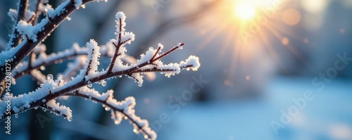 Branches with frost and ice on a cold morning, icy textures,