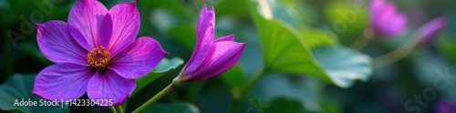 Close-up vibrant purple petals, lush green leaves, vivid, weed, bloom