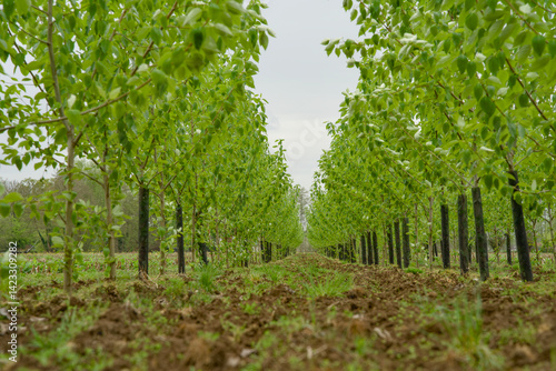 Poplar forest for agroforestry, sustainable carbon sequestration, and CO2 reduction