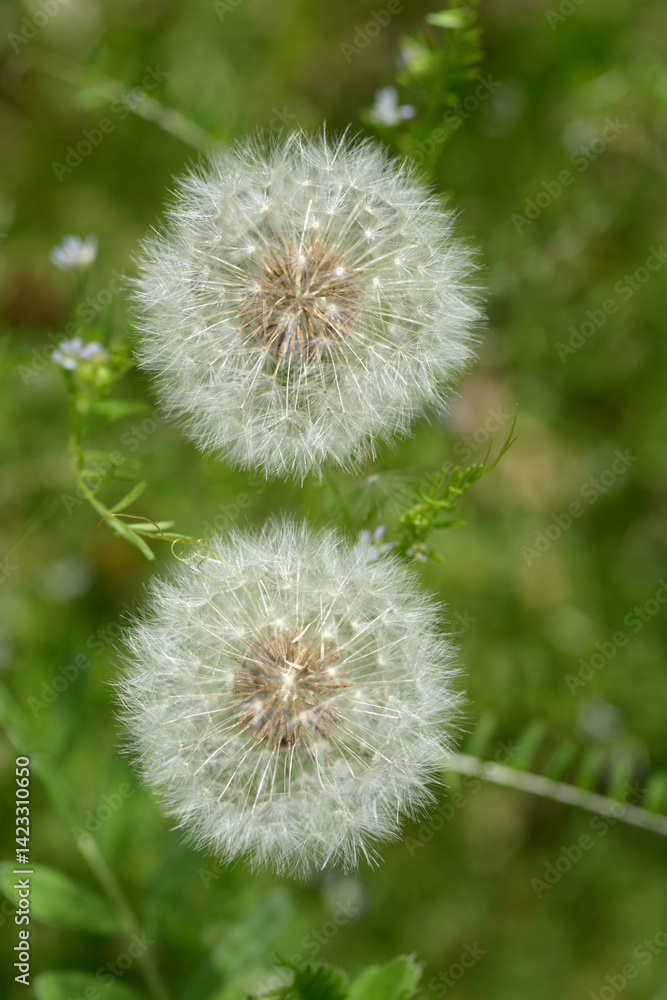 Fototapeta premium タンポポの種