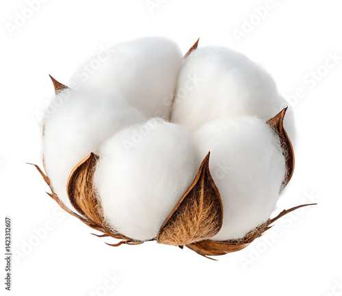 Cotton flower isolated on transparent background