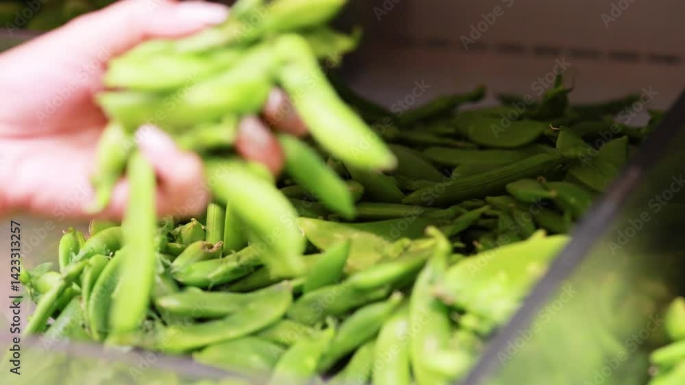 Selecting Fresh Green Peas in Supermarket Aisle Selecting Fresh Green Peas in Supermarket Aisle