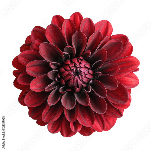Vibrant red dahlia flower close-up nature floral photography studio setting macro view