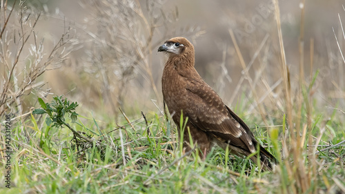 The Carunculated Caracara is a species of bird of prey in the family Falconidae, subfamily hawks and caracaras. It is found in Colombia and Ecuador.