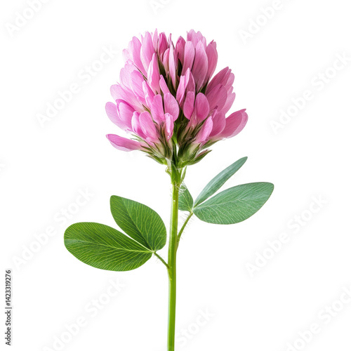 Vibrant pink clover flower natural habitat botanical photography close-up natural beauty