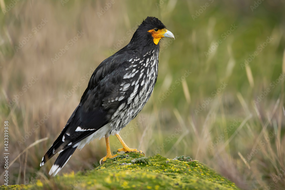 The Carunculated Caracara is a species of bird of prey in the family Falconidae, subfamily hawks and caracaras. It is found in Colombia and Ecuador.