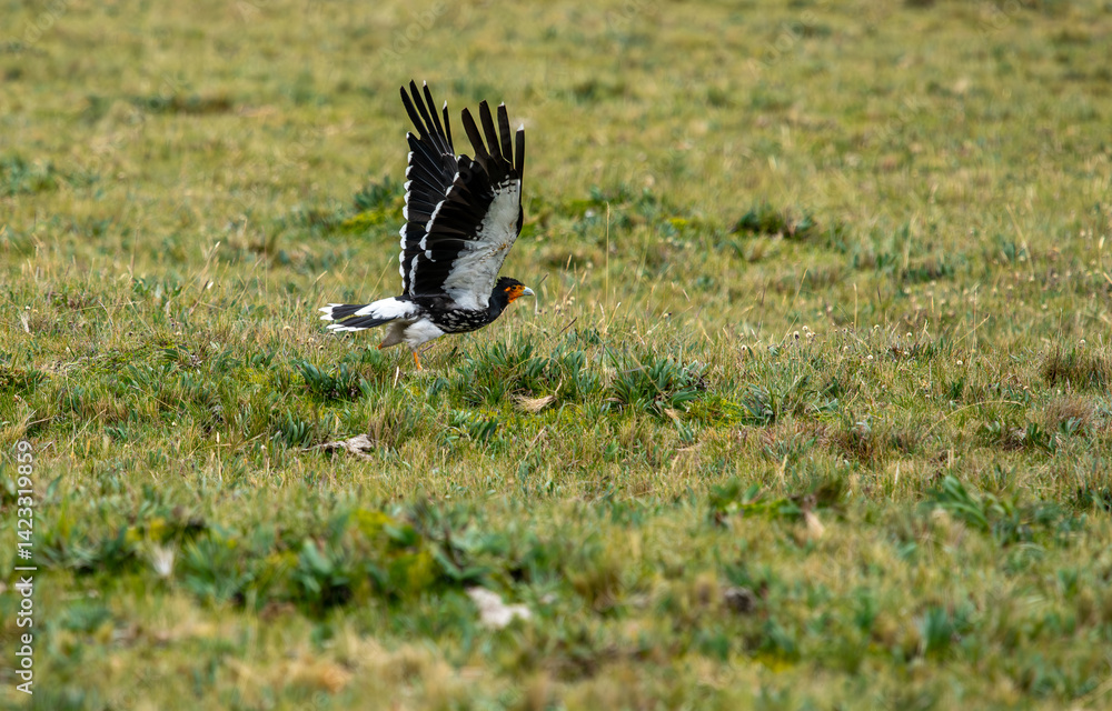 The Carunculated Caracara is a species of bird of prey in the family Falconidae, subfamily hawks and caracaras. It is found in Colombia and Ecuador.
