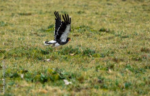 Obraz na płótnie The Carunculated Caracara is a species of bird of prey in the family Falconidae, subfamily hawks and caracaras. It is found in Colombia and Ecuador. w salonie