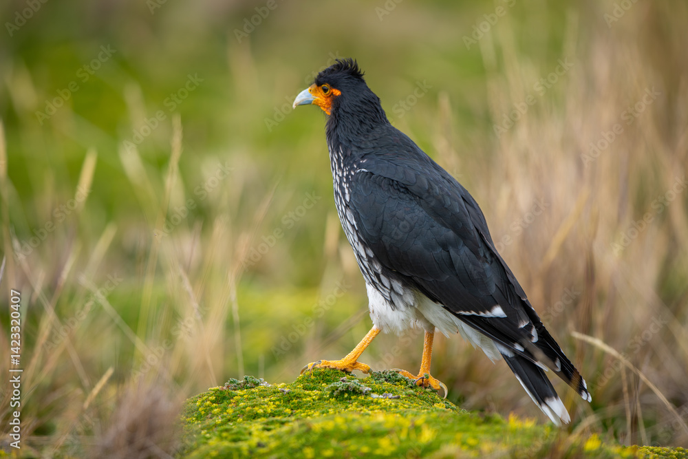 The Carunculated Caracara is a species of bird of prey in the family Falconidae, subfamily hawks and caracaras. It is found in Colombia and Ecuador.