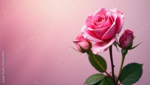 Soft gradient rose buds, textured petals, ombre effect, nature, abstract