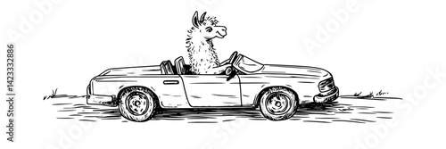 funny hand drawn llama driving a convertible car vector
