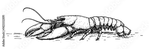 detailed crayfish side view – vintage style freshwater crustacean illustration