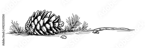 pine cone with needles on forest ground – detailed botanical sketch