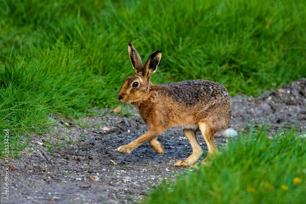 Fototapeta premium Hare in motion on a dirt path.