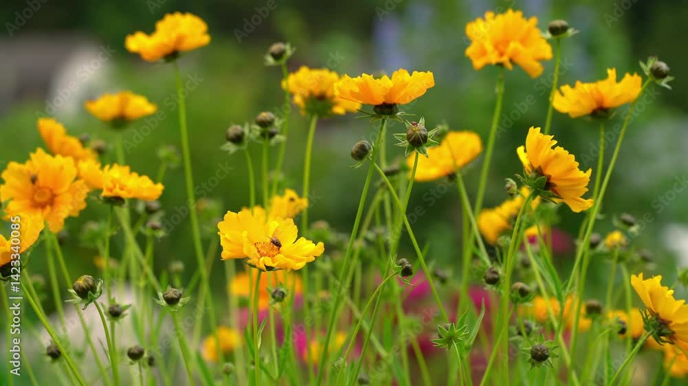 Yellow Coreopsis flowers blow in wind in green summer meadow at sunset. Flower background Yellow Coreopsis flowers blow in wind in green summer meadow at sunset. Flower background
