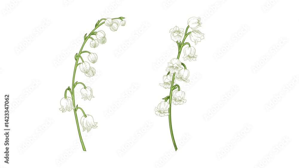 Obraz premium Beautiful close-up of Lily of the Valley flowers with delicate white bell-shaped blooms, perfect for spring, nature, wedding, and floral-themed design or botanical concepts.
