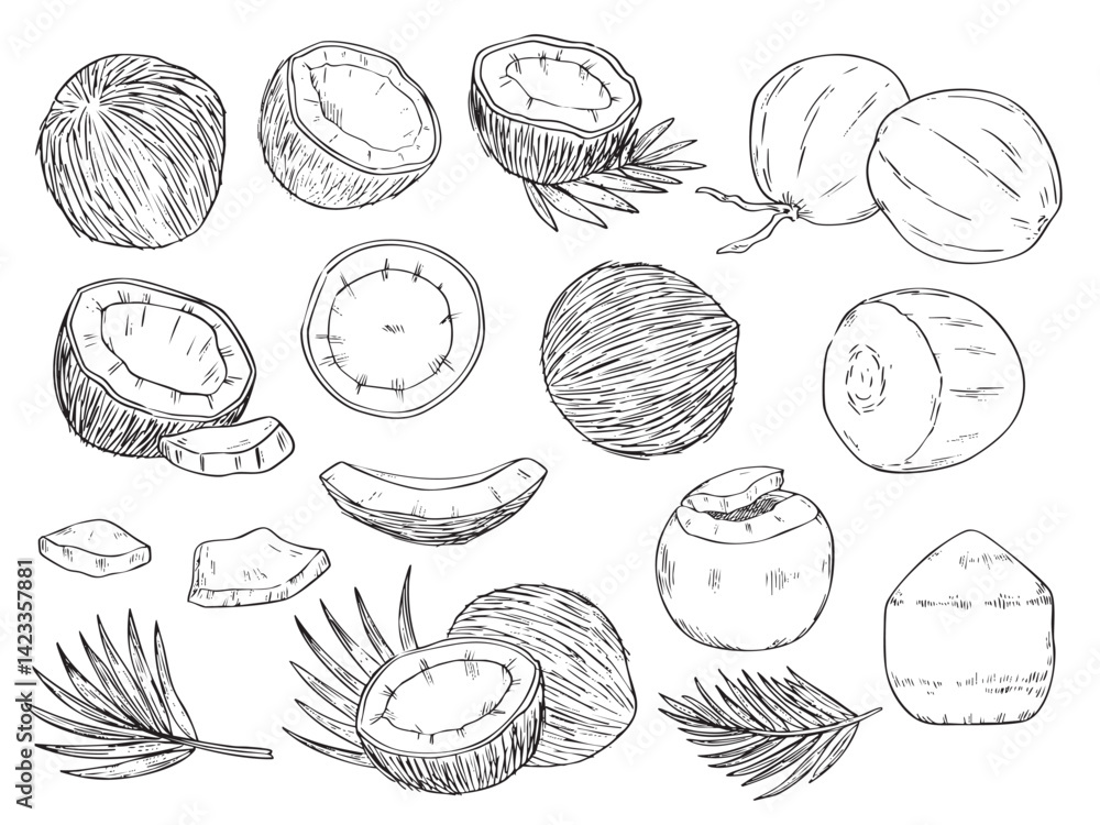 Fototapeta premium Set of hand drawn coconut outline drawing food illustration vector