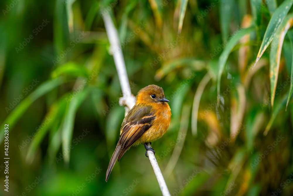 The cinnamon flycatcher is a species of bird in the family Tyrannidae. It is the only member of the genus Pyrrhomyias. It is found in Venezuela, Colombia, Ecuador, Peru, Bolivia