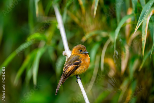 Obraz na płótnie The cinnamon flycatcher is a species of bird in the family Tyrannidae. It is the only member of the genus Pyrrhomyias. It is found in Venezuela, Colombia, Ecuador, Peru, Bolivia w salonie