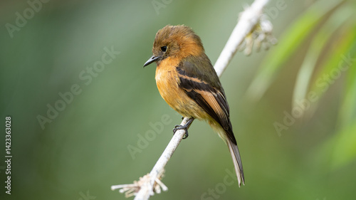 Obraz na płótnie The cinnamon flycatcher is a species of bird in the family Tyrannidae. It is the only member of the genus Pyrrhomyias. It is found in Venezuela, Colombia, Ecuador, Peru, Bolivia w salonie