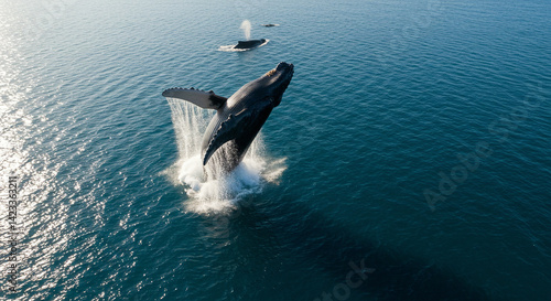 Whale Breaching in Ocean Splashing Water Aerial View