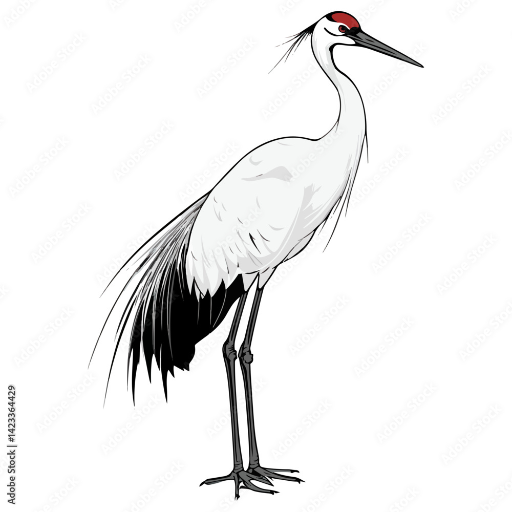Obraz premium crane, animal, vector, transparent background