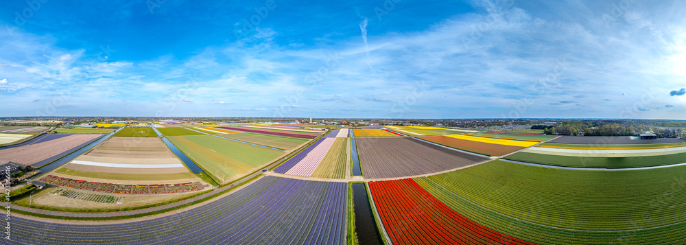 Tulpen