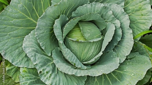 Wallpaper Mural Fresh cabbage from the garden Torontodigital.ca