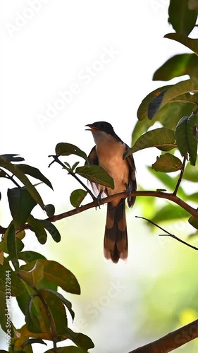 bird on tree