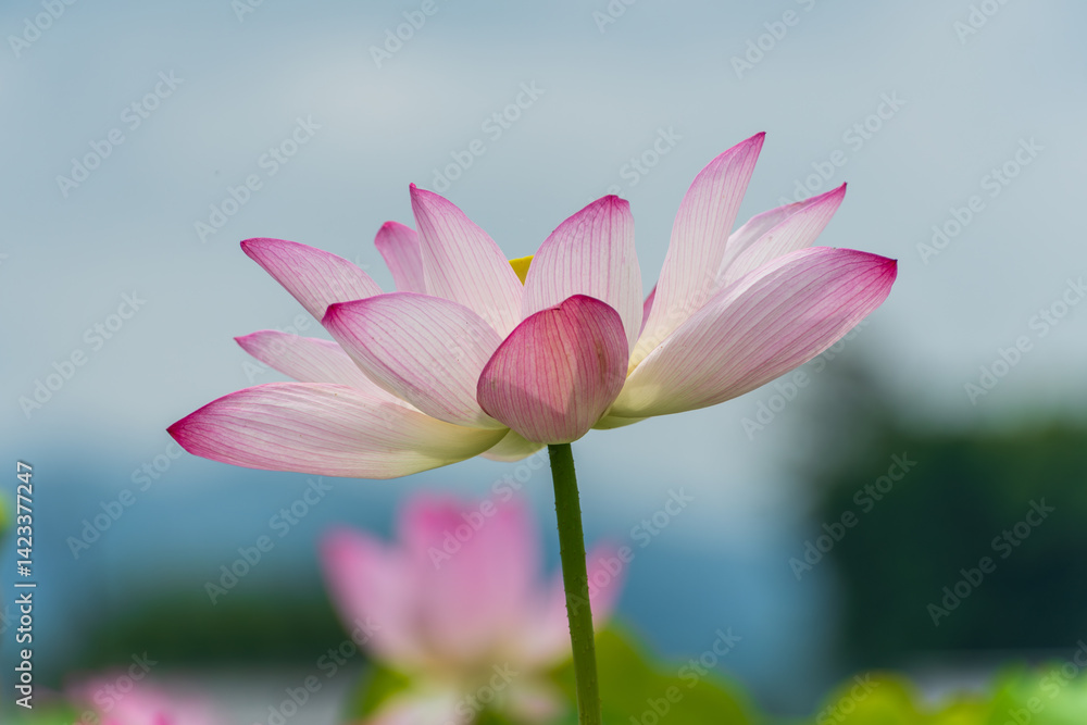 青空の下で優雅に咲く蓮の花 青空の下で優雅に咲く蓮の花