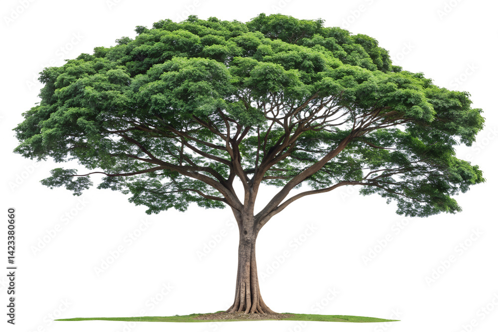 custom made wallpaper toronto digitalA tall ashoka tree. Polyalthia longifolia green plant isolated. The Mast tree. Monoon longifolium. Png transparency