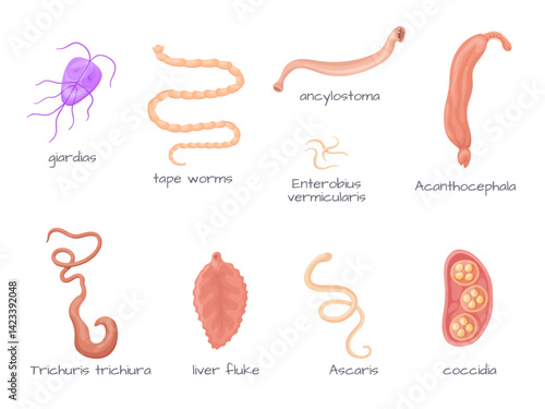 Human parasites. Intestinal parasite body anatomy, parasitic worm infection type ascariasis tapeworm giardia whipworm helminths hookworm coccidia pinworm, neat vector illustration