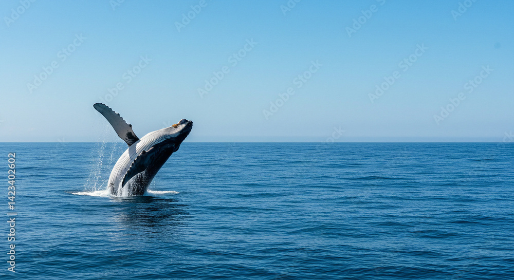 Fototapeta premium Whale Breaching in Ocean on Clear Day Majestic Marine Life